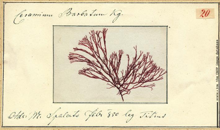 Ceramium rubrum barbatum 20.jpg